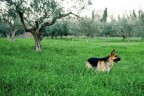 il guardiano il guardiano