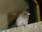 Passerotto Passerotto