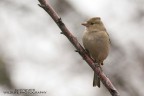 Fringuella Fringuella