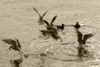 lezione di danza lezione di danza