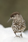 Nocciolaia-profilo Nocciolaia-profilo