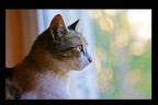 bokeh!!:) bokeh!!:)
