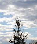 cielo
