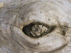 ecco a voi un esperimento di supermacro 
focale 17,1 - F9 - 1/250.
critiche e osservazioni sempre ben accette... Zaborg77