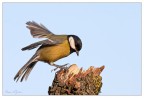 Parus. Parus.