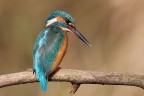 Martin pescatore Martin pescatore