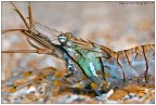Iridescenze su Palaemon elegans Iridescenze su Palaemon elegans