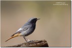 Codirosso spazzacamino(Phoenicurus ochruros) Codirosso spazzacamino(Phoenicurus ochruros)