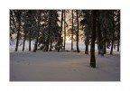 Bosco di Val d'Eva