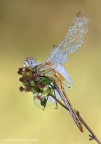 Sympetrum fonscolombii