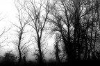 In the fog In the fog
