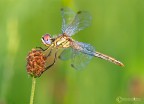 Sympetrum Sympetrum