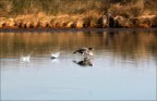 panning bird... panning bird...