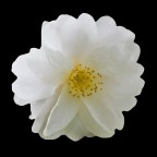 camelia bianca