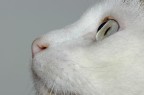 Profilo felino Profilo felino