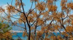 Il mare oltre i rami 2 Il mare oltre i rami 2