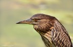 Nitticora (Nycticorax nycticorax) Nitticora (Nycticorax nycticorax)