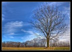 Albero HDR Albero HDR