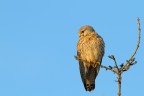 Il Gheppio di Coltano Il Gheppio di Coltano
