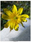 Nella Neve 1... Nella Neve 1...
