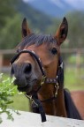 cavallo goloso cavallo goloso