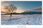 Alba Bovesana Alba Bovesana