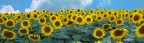 Girasoli Girasoli