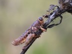 Non solo le ciambelle hanno il buco... Non solo le ciambelle hanno il buco...
