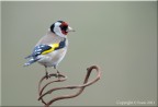 Cardellino Cardellino