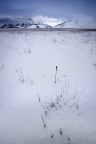 Life in the snow? Life in the snow?