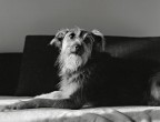 Italia's next top model (new entry)
