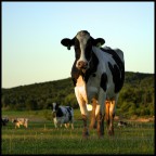 are you here on business or for pleasure?