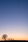 I gelsi e la luna I gelsi e la luna