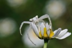 Sul fiore bianco Sul fiore bianco