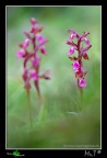 Scatto di questa nuova stagione a delle bellissime orchidee selvatiche, purtroppo � di un mese fa e non ho pi� avuto tempo per fare un'altra uscita....chiss� per i campi quanta roba ci sar� adesso da fotografare.....spero di trovare un p� di tempo presto!
Canon 40D, Tamron 180mm, f/3.5, 1/60, ISO 100, +0.33 EV, treppiedi, scatto remoto, diffusore per schermare un p� il vento.

[url=http://i739.photobucket.com/albums/xx37/antoninolaspina/orchis_collina_1200px.jpg][b]Immagine a 1200px[/b][/url]