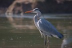 Airone cenerino (Ardea cinerea) Airone cenerino (Ardea cinerea)