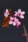 prunus avium (ciliegio selvatico)