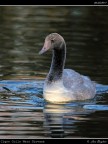 Cigno Collo Nero Giovane Cigno Collo Nero Giovane