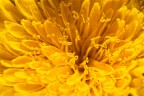 Nel giallo