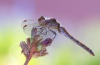 Libellula fuxia Libellula fuxia