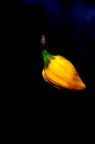 fiore fiore
