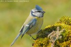 Cinciarella (Cyanistes caeruleus Linnaeus, 1758) Cinciarella (Cyanistes caeruleus Linnaeus, 1758)