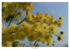 Mimosa Mimosa