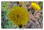 Giallo Giallo