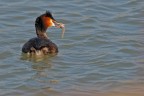 Svasso maggiore (Podiceps cristatus) Svasso maggiore (Podiceps cristatus)