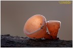 Auricularia_auricula-judae Auricularia_auricula-judae