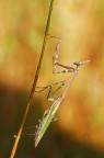 Empusa