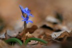 Scilla bifolia Scilla bifolia