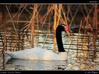 Cigno Collo Nero Cigno Collo Nero