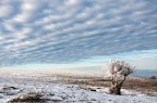 Albero solitario Albero solitario